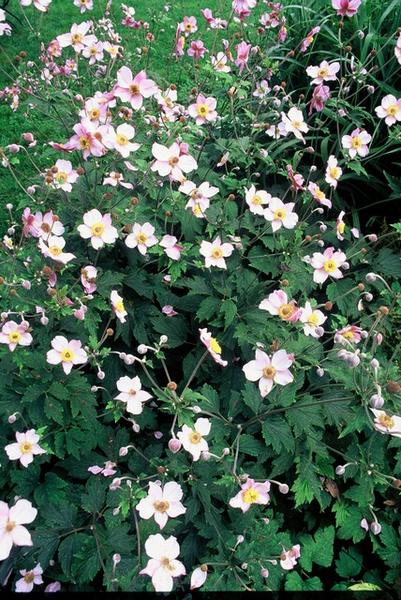 Anemone tom. 'Robustissima' - ↕10-25cm - Ø9cm - 6x