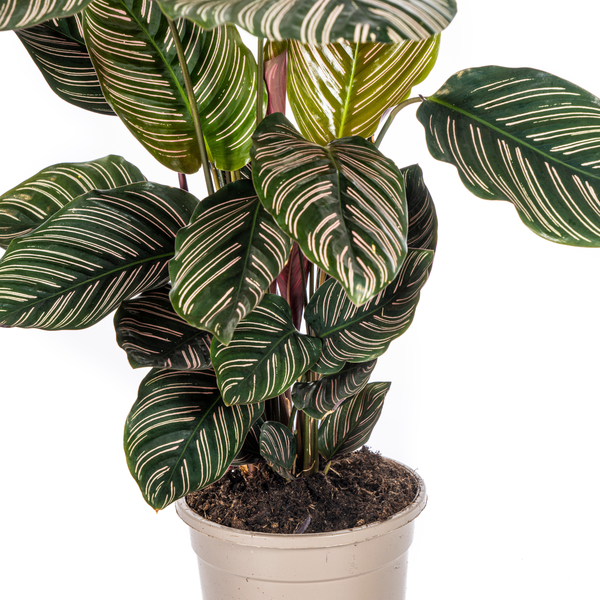 Calathea Ornata Sanderiana - ↕45cm - Ø17cm