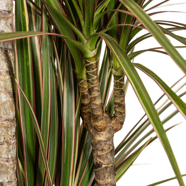 Dracaena Marginata Bicolor Ø21cm - ↕120cm