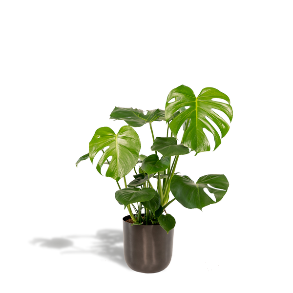 Monstera Deliciosa- ↨80cm - Ø21cm + Pot Mayk Lead