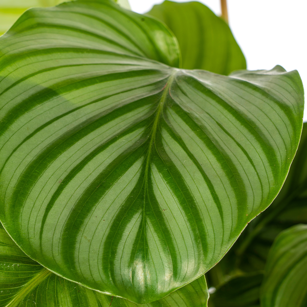 Calathea Orbifolia - ↕45cm - Ø17cm