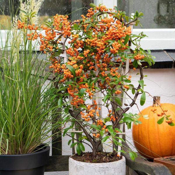 3 x Pyracantha coccinea mix | 12 cm Ø | 60 cm ↕