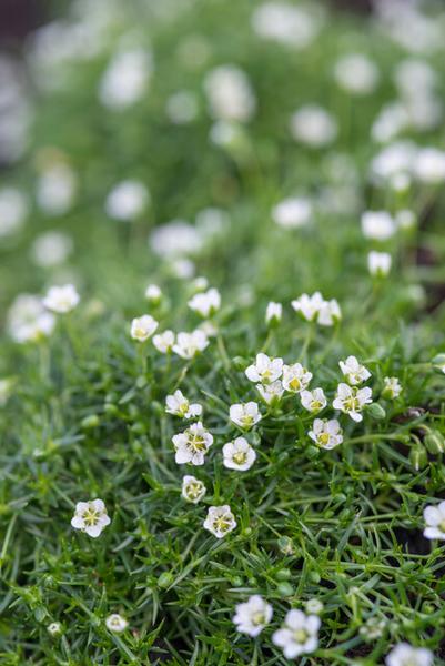 Sagina subulata - ↕10-25cm - Ø9cm - 40x