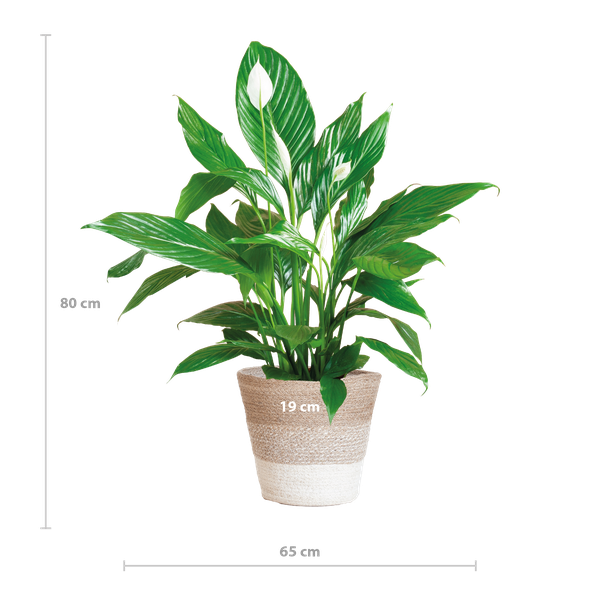 Spathiphyllum met Mand Lissabon wit - ↕80cm - Ø21cm