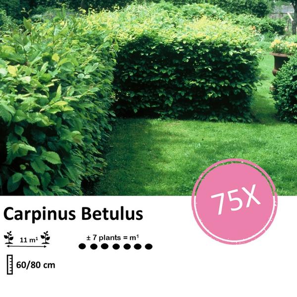 Carpinus Betulus - blote wortel - 60/80 - 75x