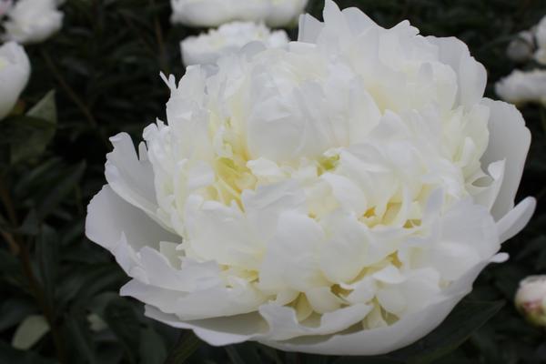 Pioenrozen - Paeonia 'Duchesse de Nemours' - 4x