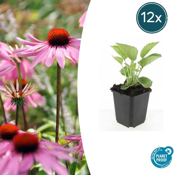 Echinacea p. 'Magnus' - ↕10-25cm - Ø9cm - 12x