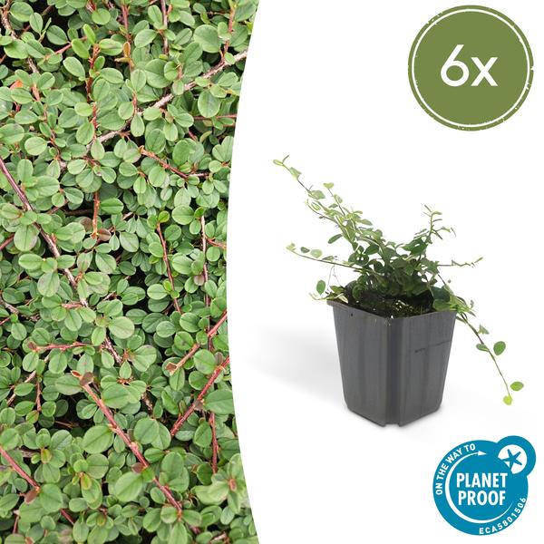 Cotoneaster pr. 'Queen of Carpets' - ↕25cm - Ø9cm - 6x