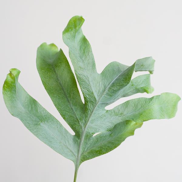 Phlebodium Aureum 'Blue Star' met Viber wit - ↕40cm - Ø17cn