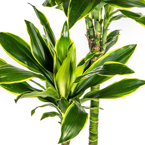 Dracaena Fragrans Golden Coast Ø24cm - ↕140cm