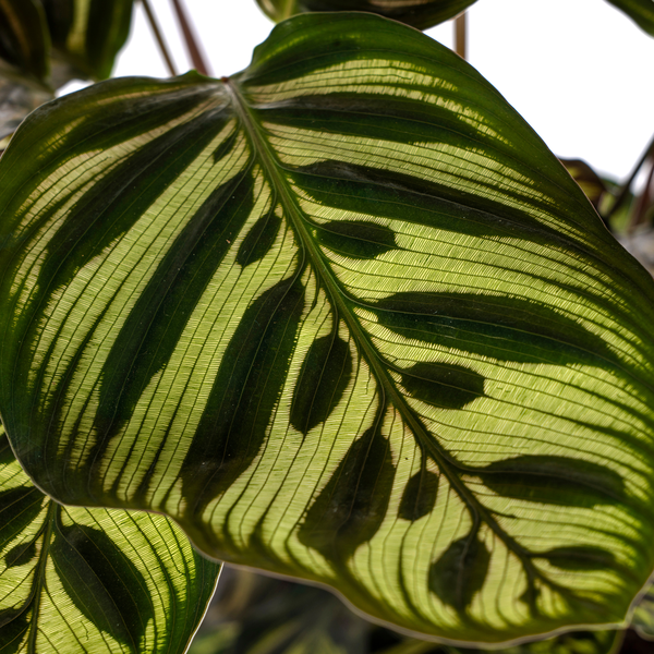 Calathea Makoyana - ↕45cm - Ø17cm