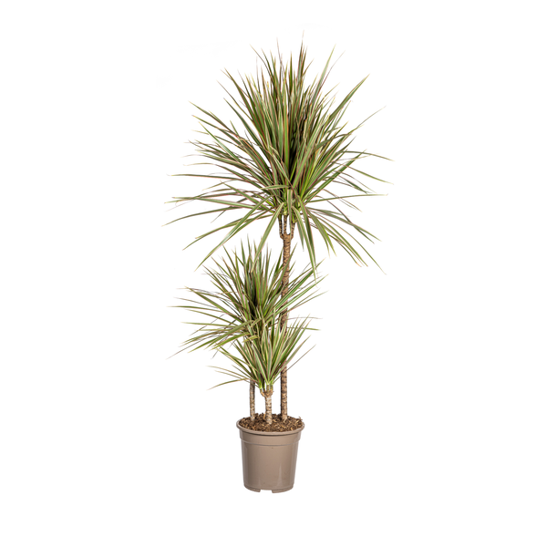 Dracaena Marginata Bicolor Ø21cm - ↕120cm