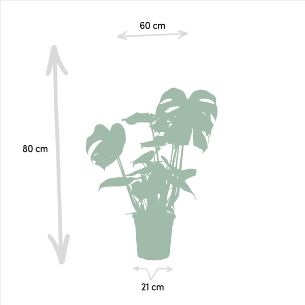 Monstera Deliciosa - Ø21cm - ↕75cm + Alocasia Zebrina - Ø19cm - ↕75cm + Strelitzia Nicolai - Ø19cm - ↕85cm + Musa Dwarf Cavendish - Ø21cm - ↕85cm