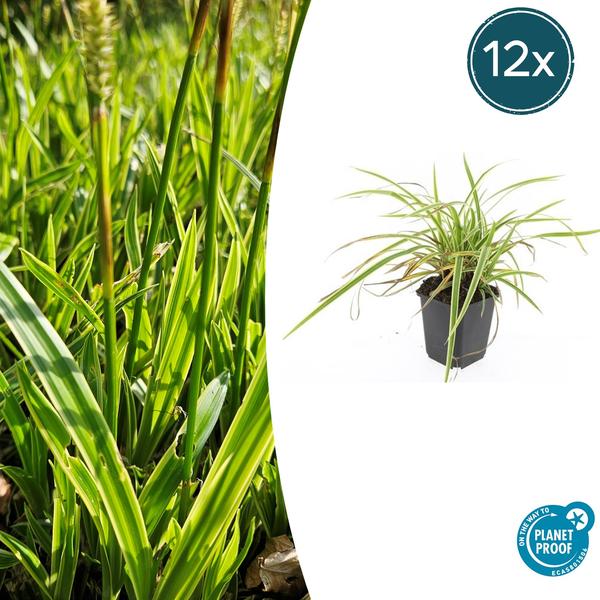 Carex morrowii 'Aureovariegata'  - ↕10-25cm - Ø9cm - 12x