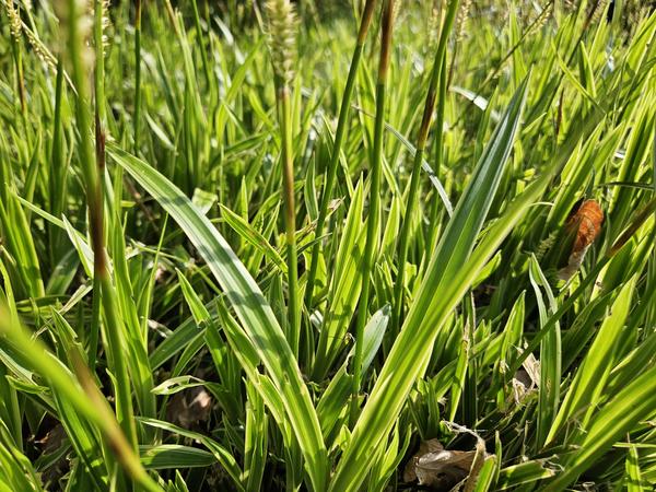 Carex morrowii 'Aureovariegata'  - ↕10-25cm - Ø9cm - 12x