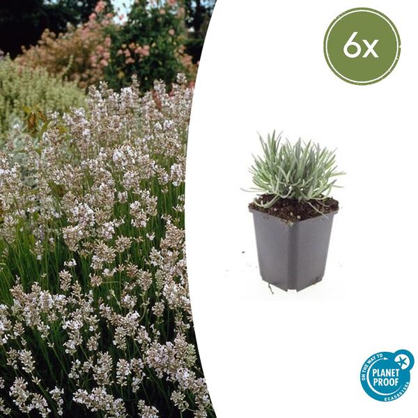 Lavandula int. 'Edelweiss' - ↕10-25cm - Ø9cm - 6x