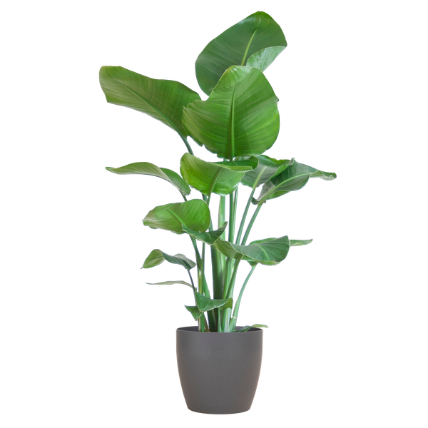 Strelitzia Nicolai met Viber pot grijs - ↕80cm - Ø21cm