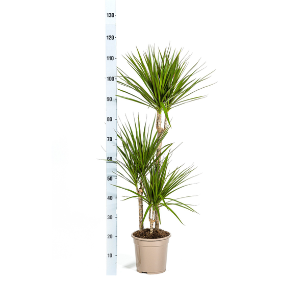 Dracaena Marginata Green Ø21cm - ↕120cm