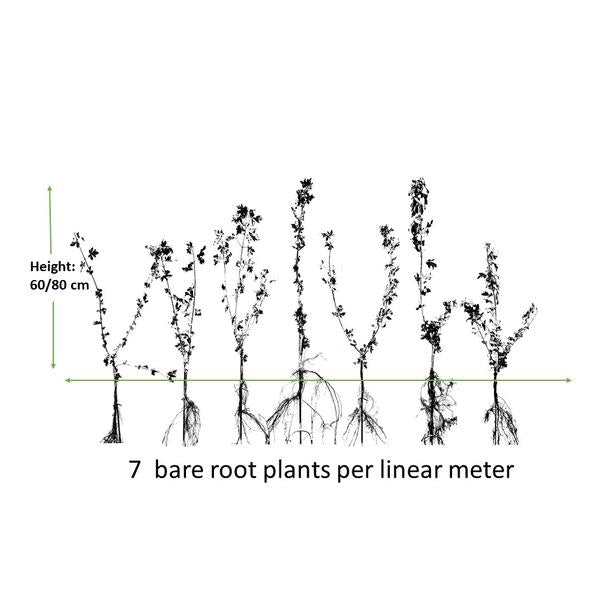 Acer campestre  - blote wortel - 60/80 - 100x