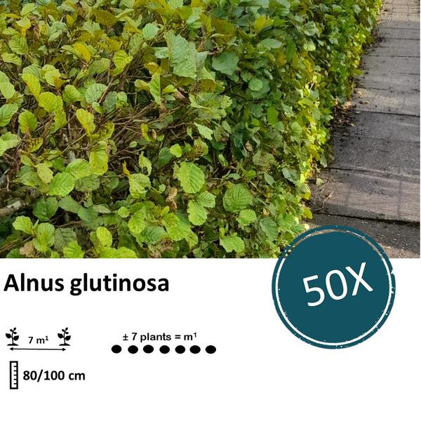 Alnus glutinosa - Blote wortel - 80/100 - 50x