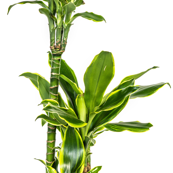 Dracaena Fragrans Golden Coast Ø21cm - ↕100cm