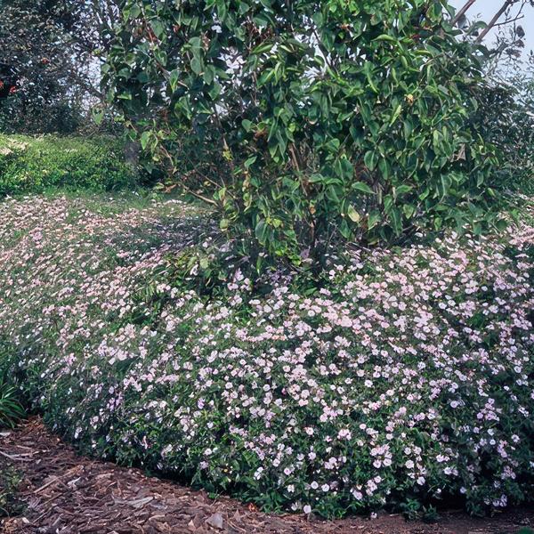 Aster ageratoides 'Asran' - ↕25cm - Ø9cm  - 6x