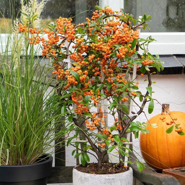 Pyracantha coccinea Orange Star | 12 cm Ø | 60 cm ↕