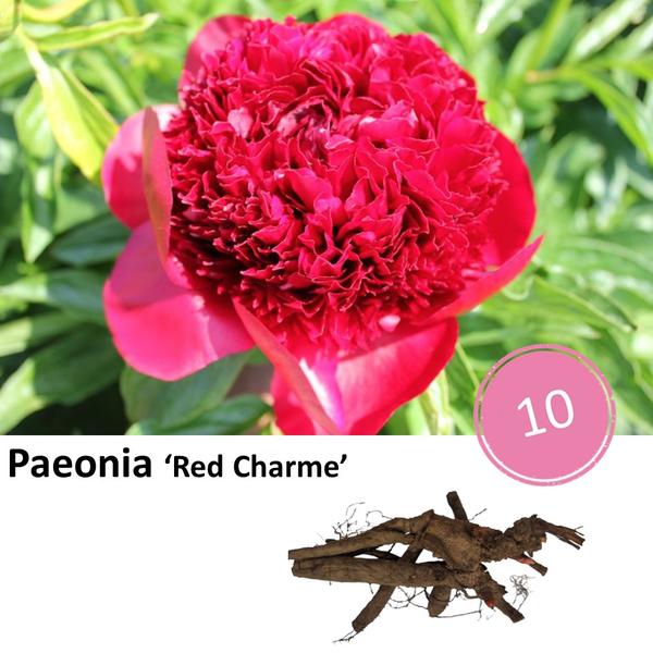 Pioenrozen - Paeonia 'Red Charme' - 10x