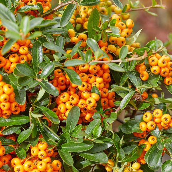 3 x Pyracantha coccinea mix | 12 cm Ø | 60 cm ↕