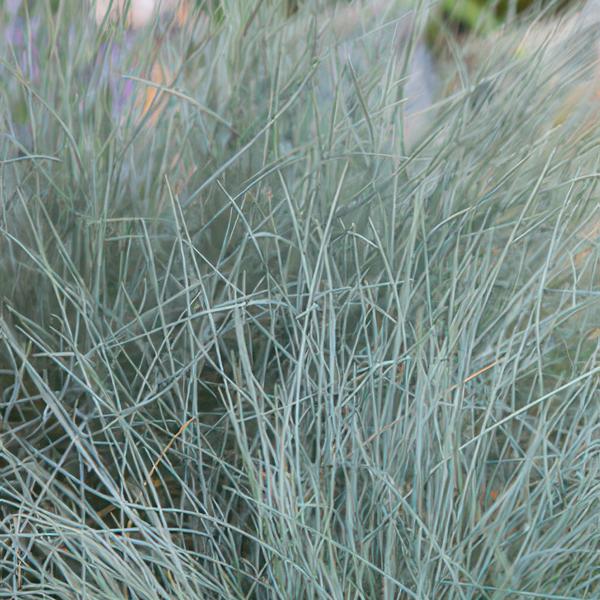 Festuca glauca 'Elijah Bleu' - ↕10-25cm - Ø9cm  - 6x