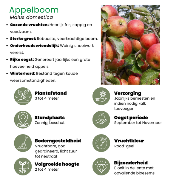 Biologische Appelboom Malus - 1x - ↕60cm - Ø20cm