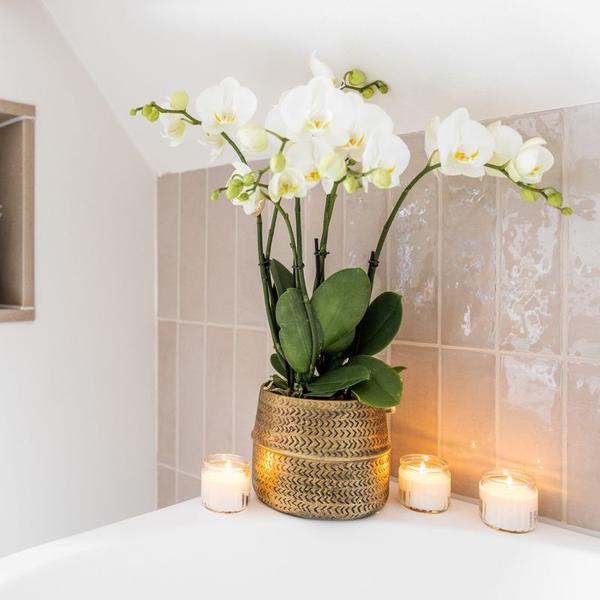 Kolibri Company | Plantenset Groove | Witte Phalaenopsis Orchidee Ghent en Succulenten incl. keramieken sierpotten