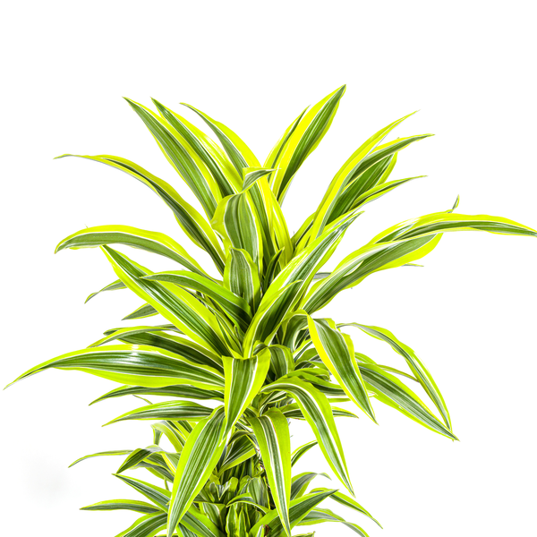 Dracaena Deremensis Lemon Lime Ø24cm - ↕140cm