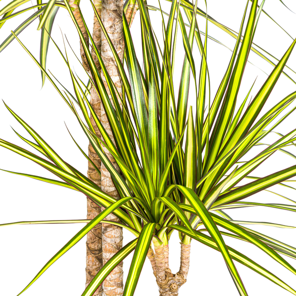 Dracaena Marginata Sunray Ø24cm - ↕140cm