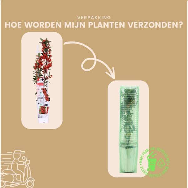 2 x Pyracantha coccinea Red Star | 12 cm Ø | 60 cm ↕