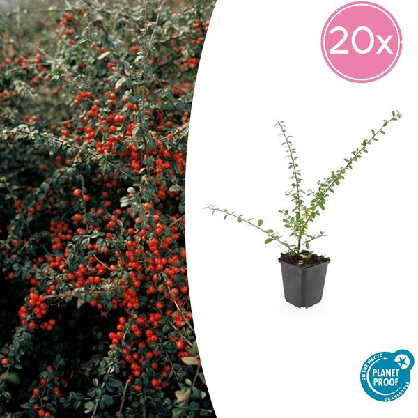 Cotoneaster suec. 'Coral Beauty' - ↕10-25cm - Ø9cm - 20x