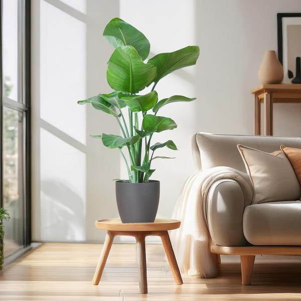 Strelitzia Nicolai met Viber pot grijs - ↕80cm - Ø21cm