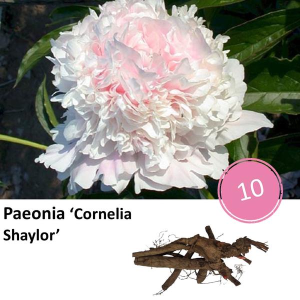 Pioenrozen - Paeonia 'Cornelia Shaylor' - 10x