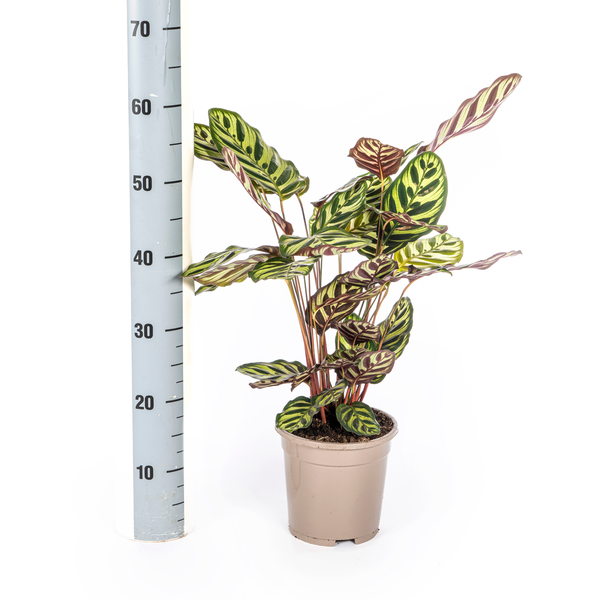 Calathea Makoyana - ↕45cm - Ø17cm