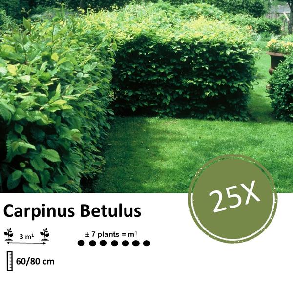 Carpinus Betulus - blote wortel - 60/80 - 25x