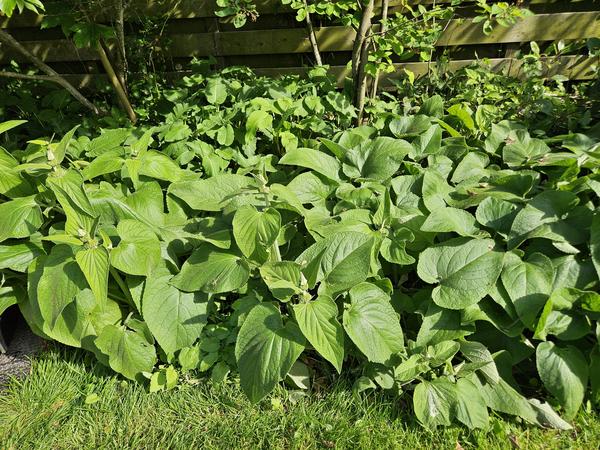 Phlomis russeliana - ↕10-25cm - Ø9cm - 6x