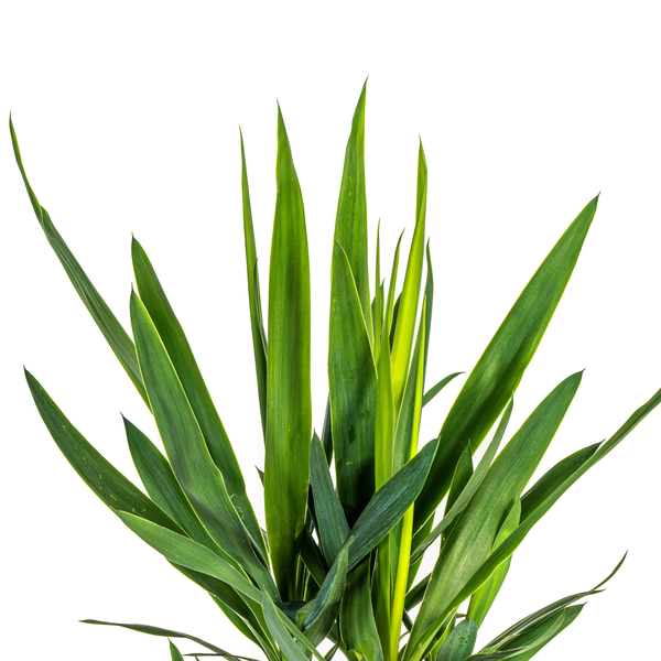 Yucca Elephantipes ↕80cm - Ø19cm