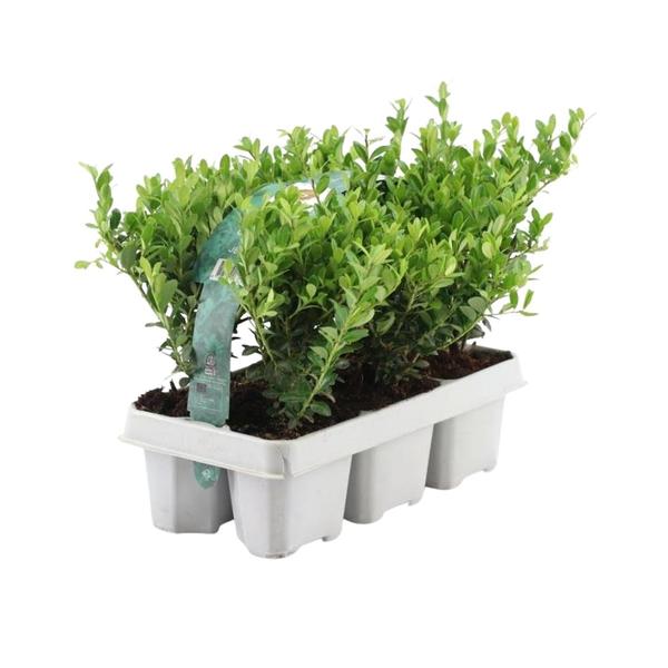 6x Ilex crenata 'Jenny' - 6 x Ø7 cm - ↕15 cm - 6 pack