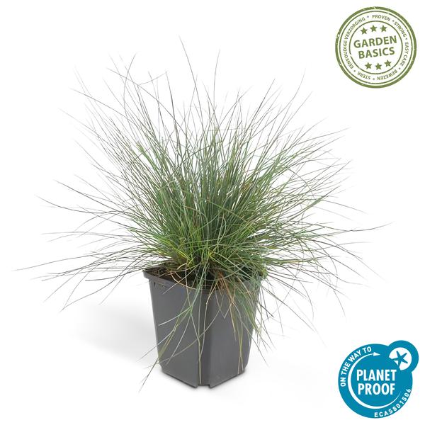 Festuca glauca 'Elijah Bleu' - ↕10-25cm - Ø9cm  - 6x