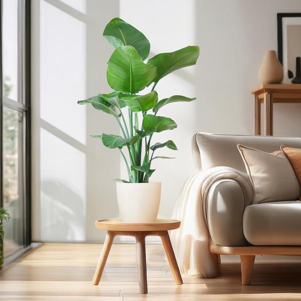 Strelitzia Nicolai met Viber pot wit - ↕80cm - Ø21cm