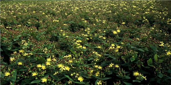 Hypericum inodorum - ↕10-25cm - Ø9cm - 40x