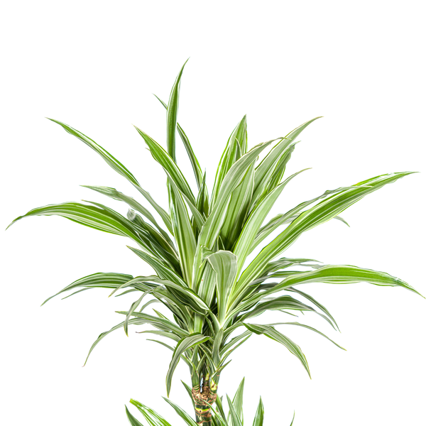 Dracaena Deremensis White Stripe Ø19cm - ↕80cm