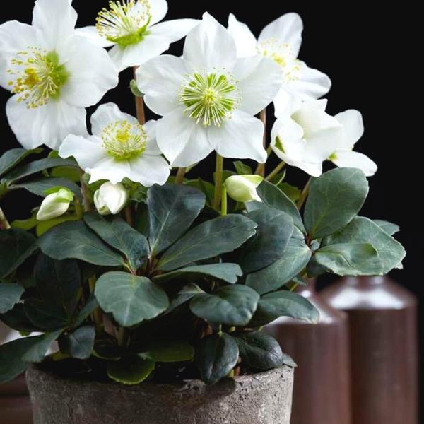 Set van 48 kerstroos planten | 48x Helleborus niger 'Christmas Carol' | Ø7cm  | ↕20cm