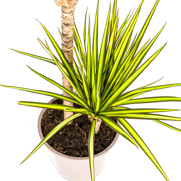 Dracaena Marginata Sunray Ø19cm - ↕80-100cm