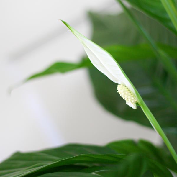 Spathiphyllum met Mand Sofia naturel - ↕80cm - Ø21cm